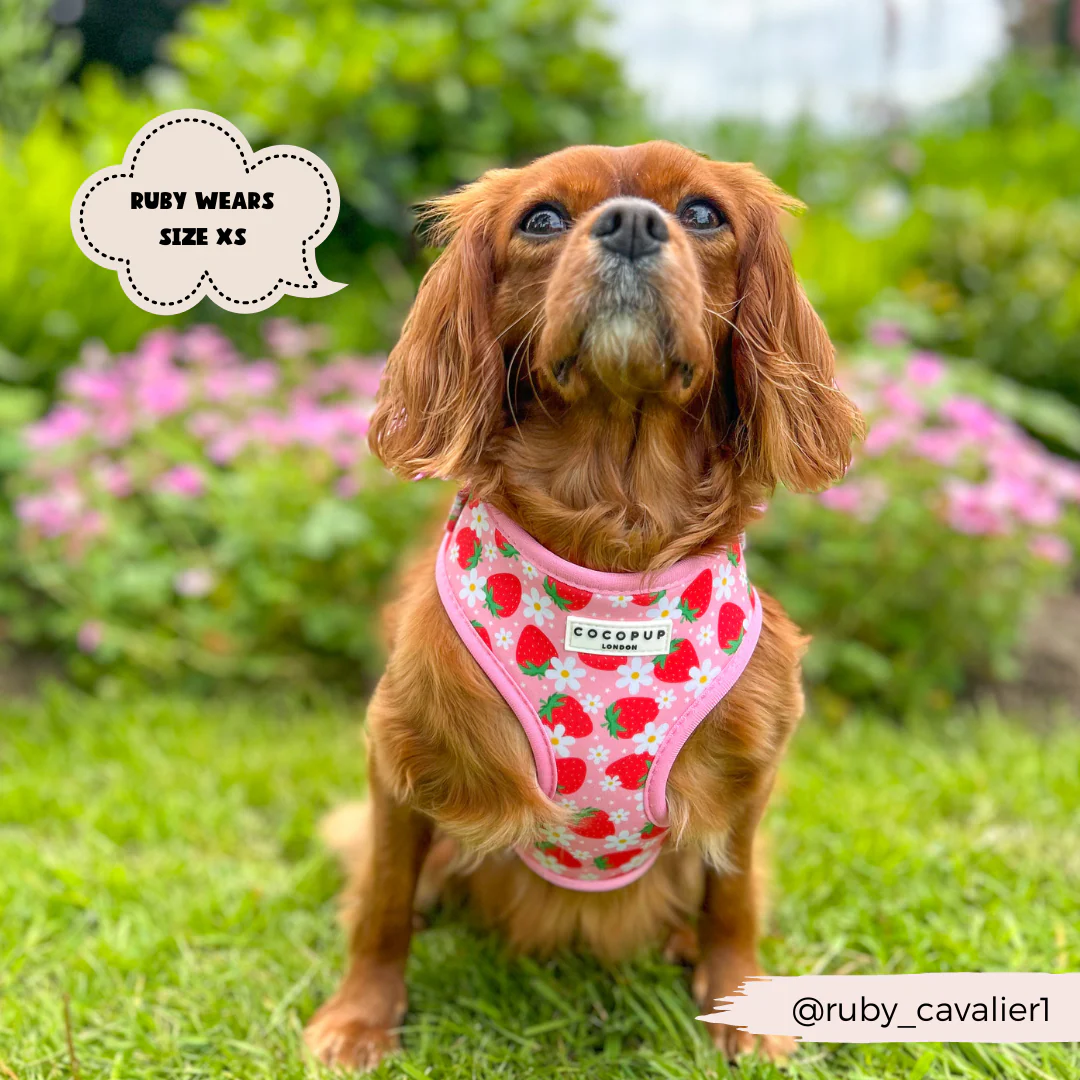 Pupberry Fields Adjustable Neck HARNESS - Image 11