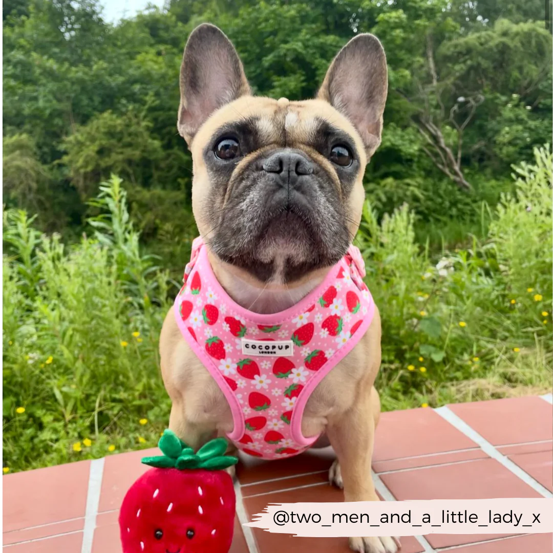 Pupberry Fields Adjustable Neck HARNESS - Image 25