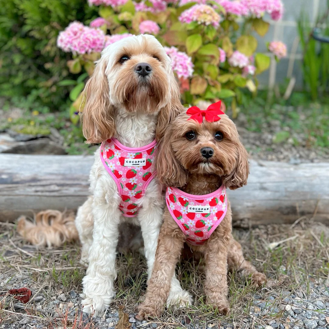 Pupberry Fields Adjustable Neck HARNESS - Image 33