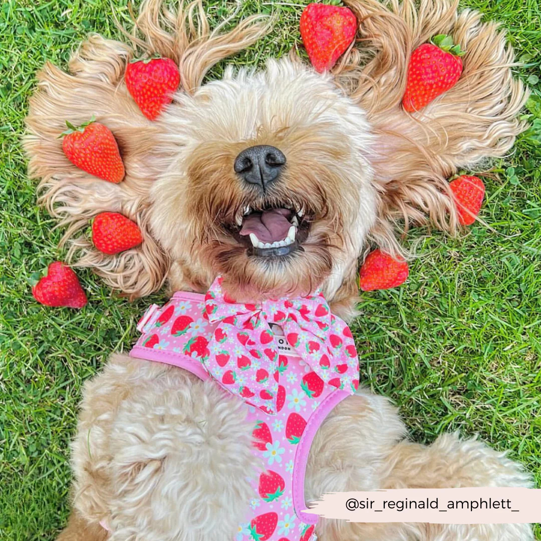Pupberry Fields Adjustable Neck HARNESS - Image 36