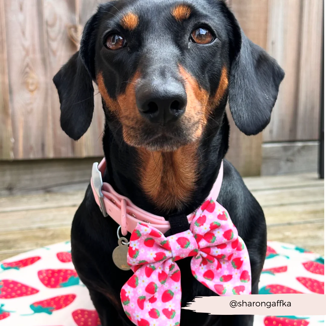Pupberry Fields Sailor Bow Tie - Image 7