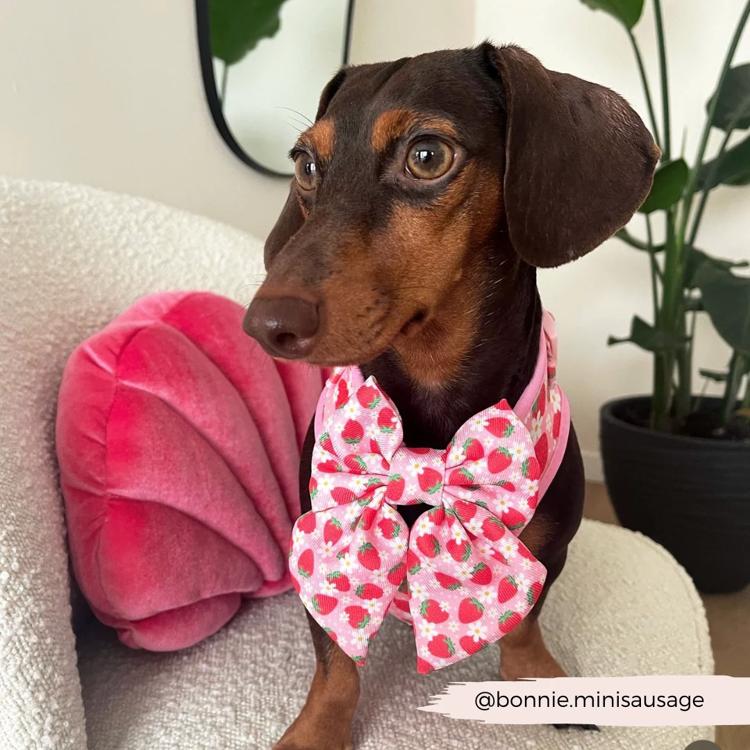 Pupberry Fields Sailor Bow Tie - Image 8
