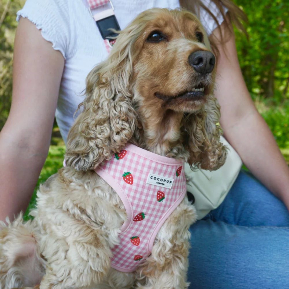 Strawberry Picnic Pup Adjustable Neck HARNESS - Image 8