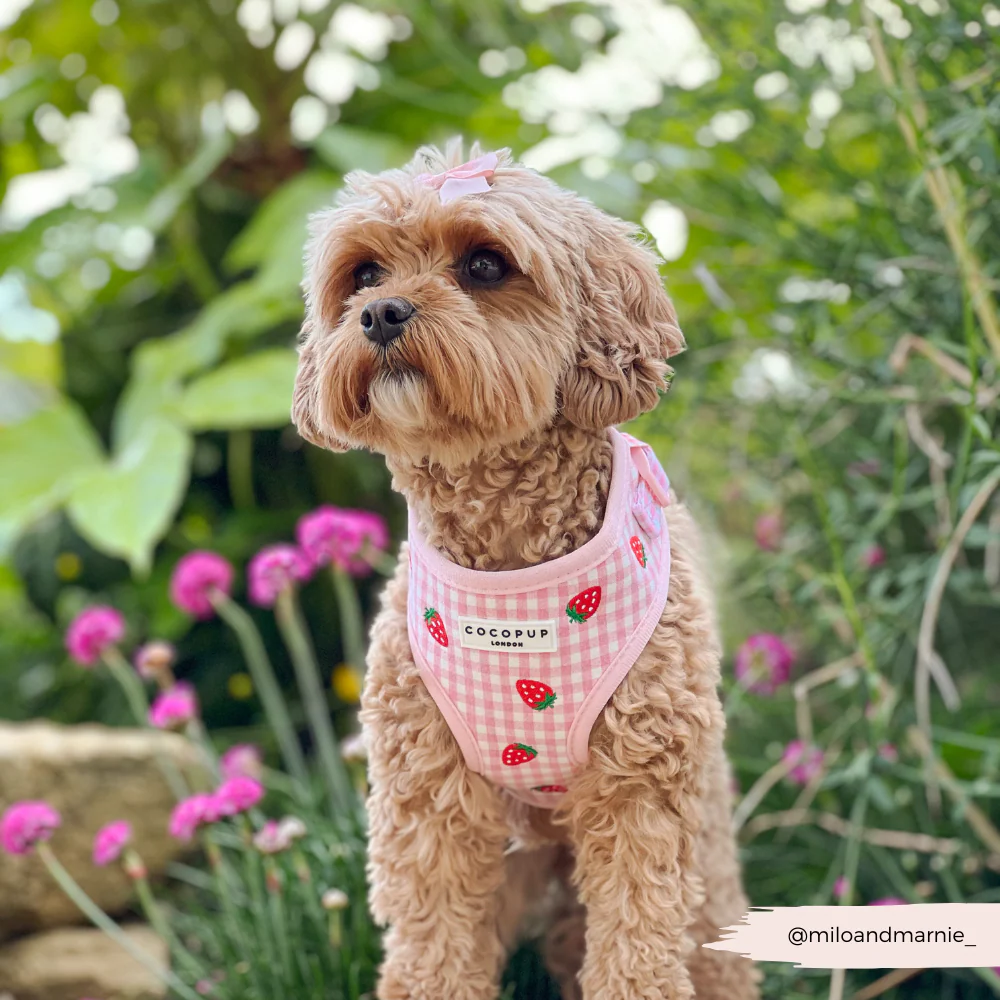 Strawberry Picnic Pup Adjustable Neck HARNESS - Image 9
