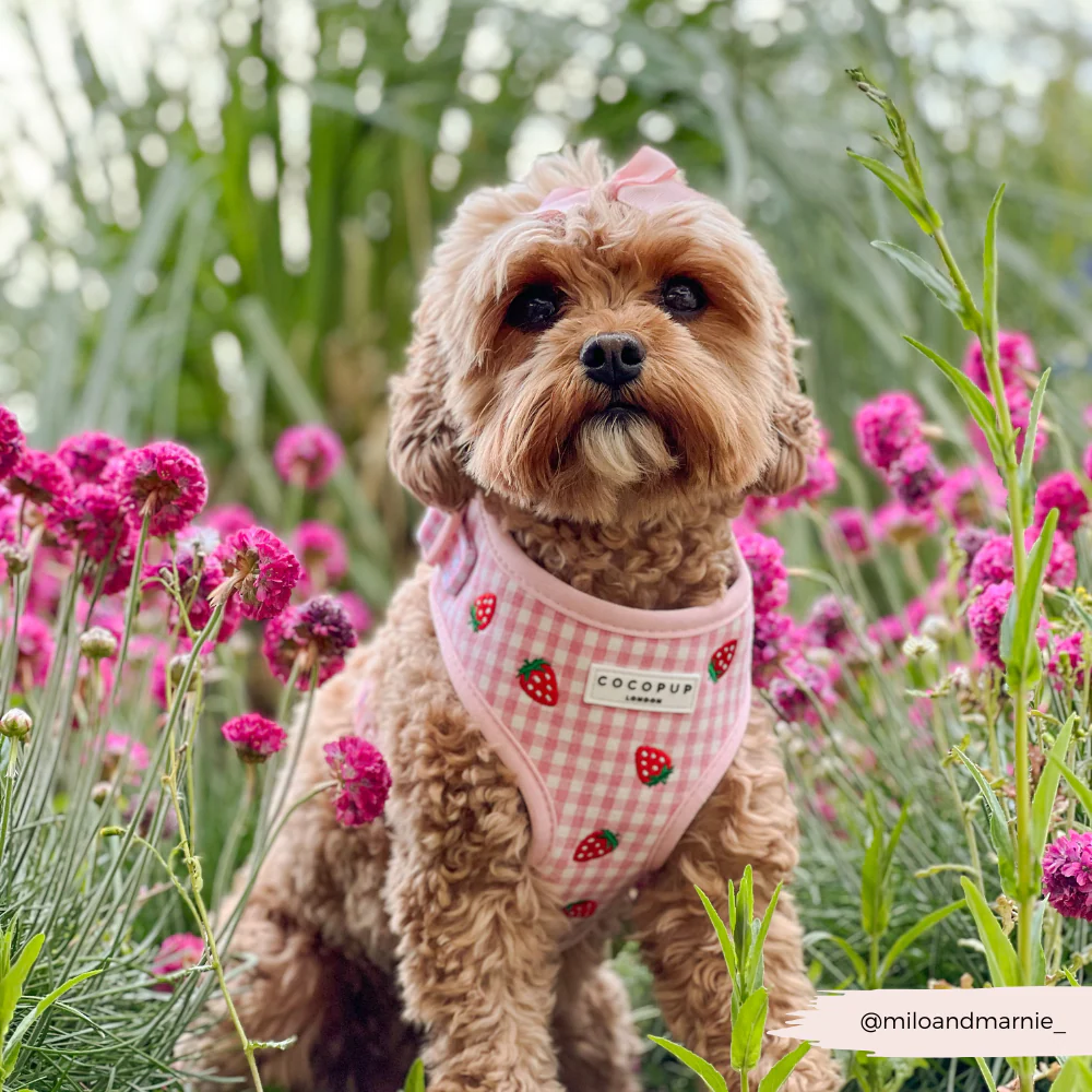 Strawberry Picnic Pup Adjustable Neck Harness, Lead & Collar Bundle - Image 17