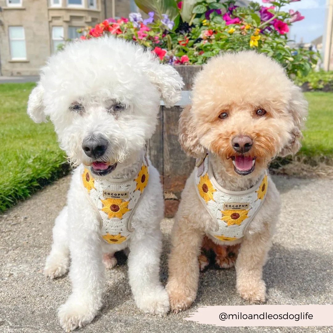 Sunflower Patch Adjustable Neck HARNESS - Image 14