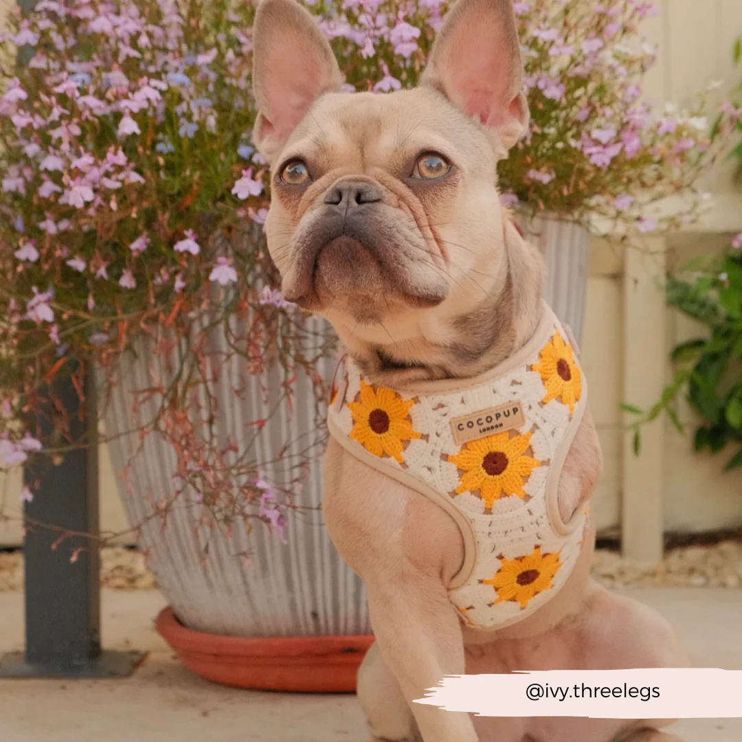 Sunflower Patch Adjustable Neck HARNESS - Image 33