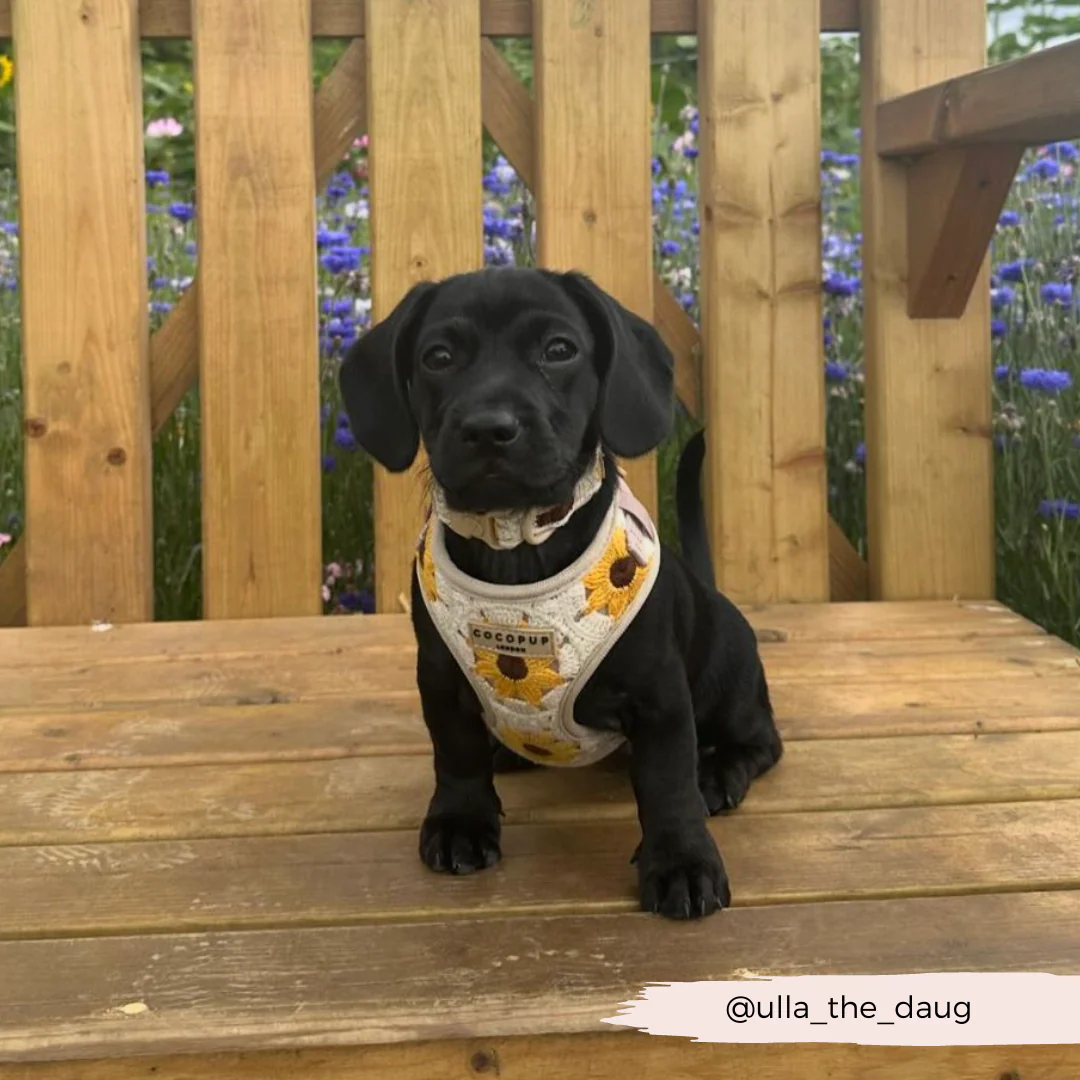 Sunflower Patch Adjustable Neck HARNESS - Image 37