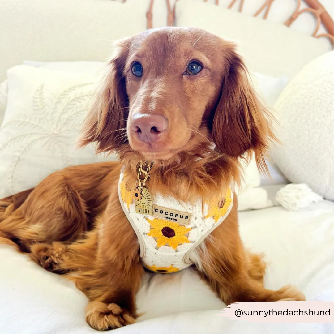 Sunflower Patch Adjustable Neck HARNESS - Image 38