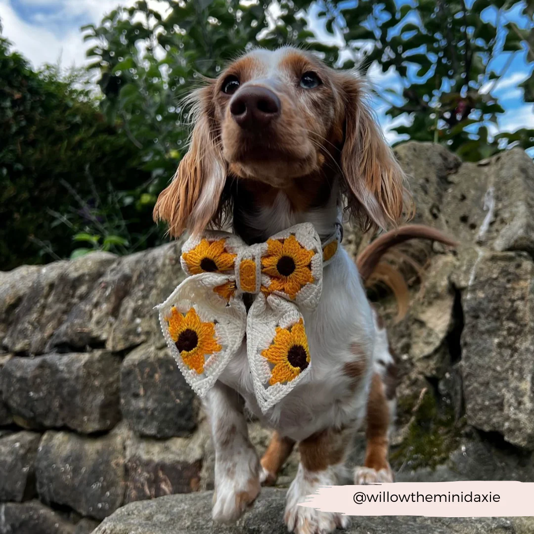 Sunflower Patch Sailor Bow Tie - Image 8