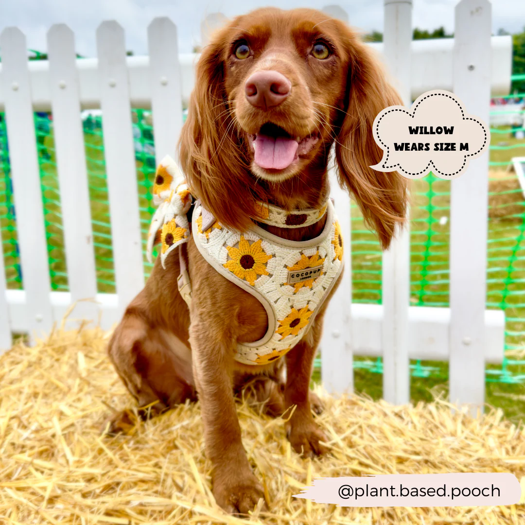 Sunflower Patch Adjustable Neck Harness, Lead & Collar Bundle - Image 13