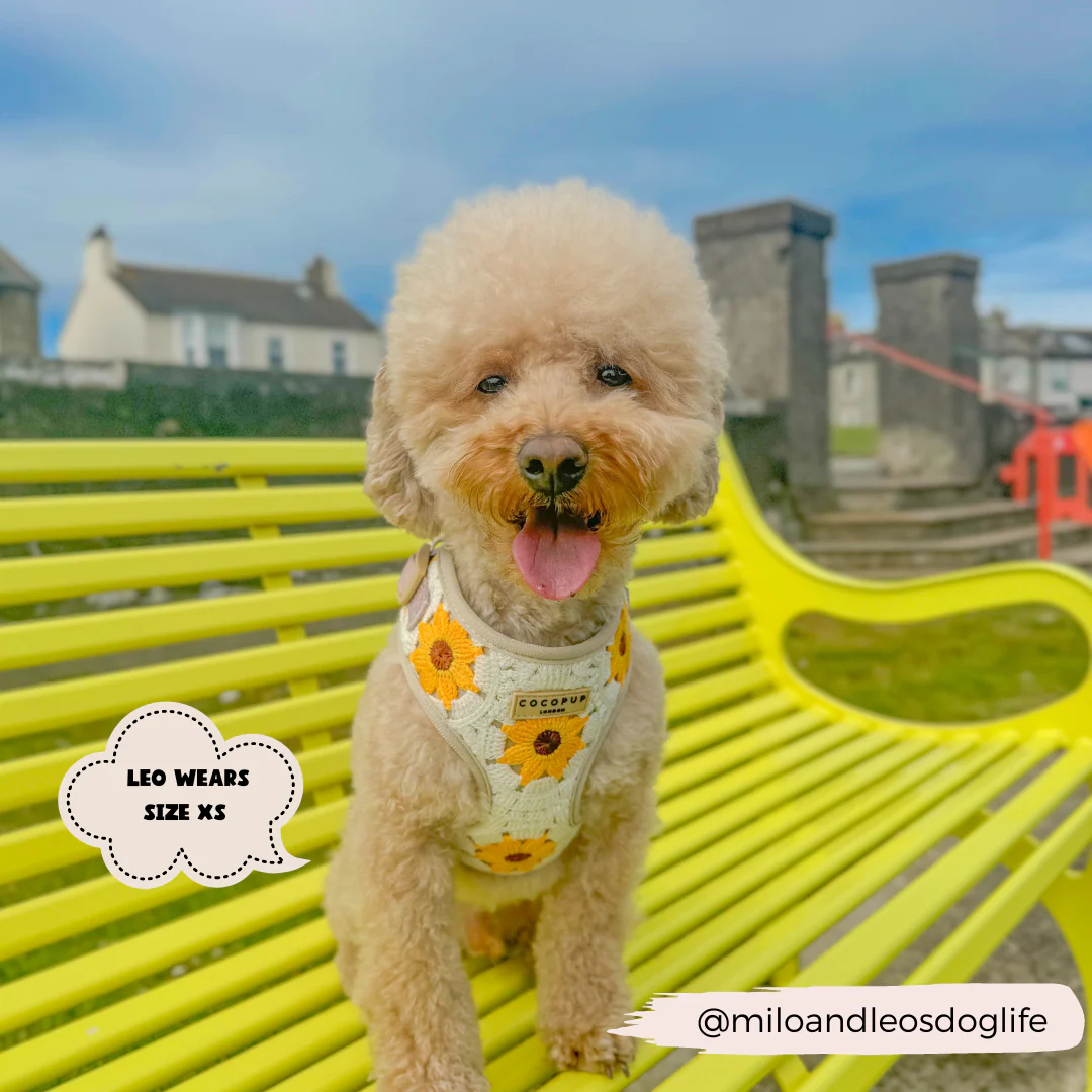 Sunflower Patch Adjustable Neck Harness, Lead & Collar Bundle - Image 14