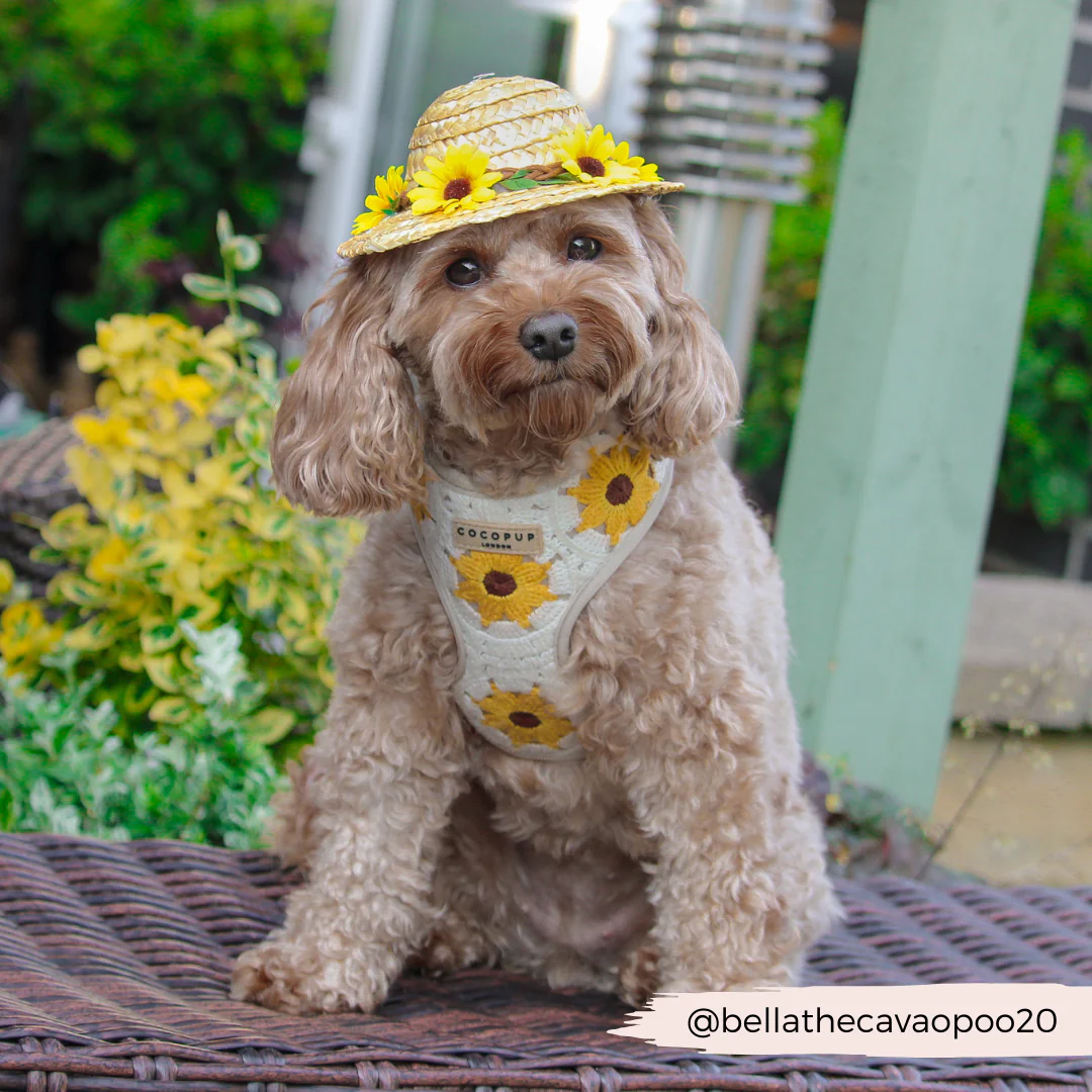 Sunflower Patch Adjustable Neck Harness, Lead & Collar Bundle - Image 15