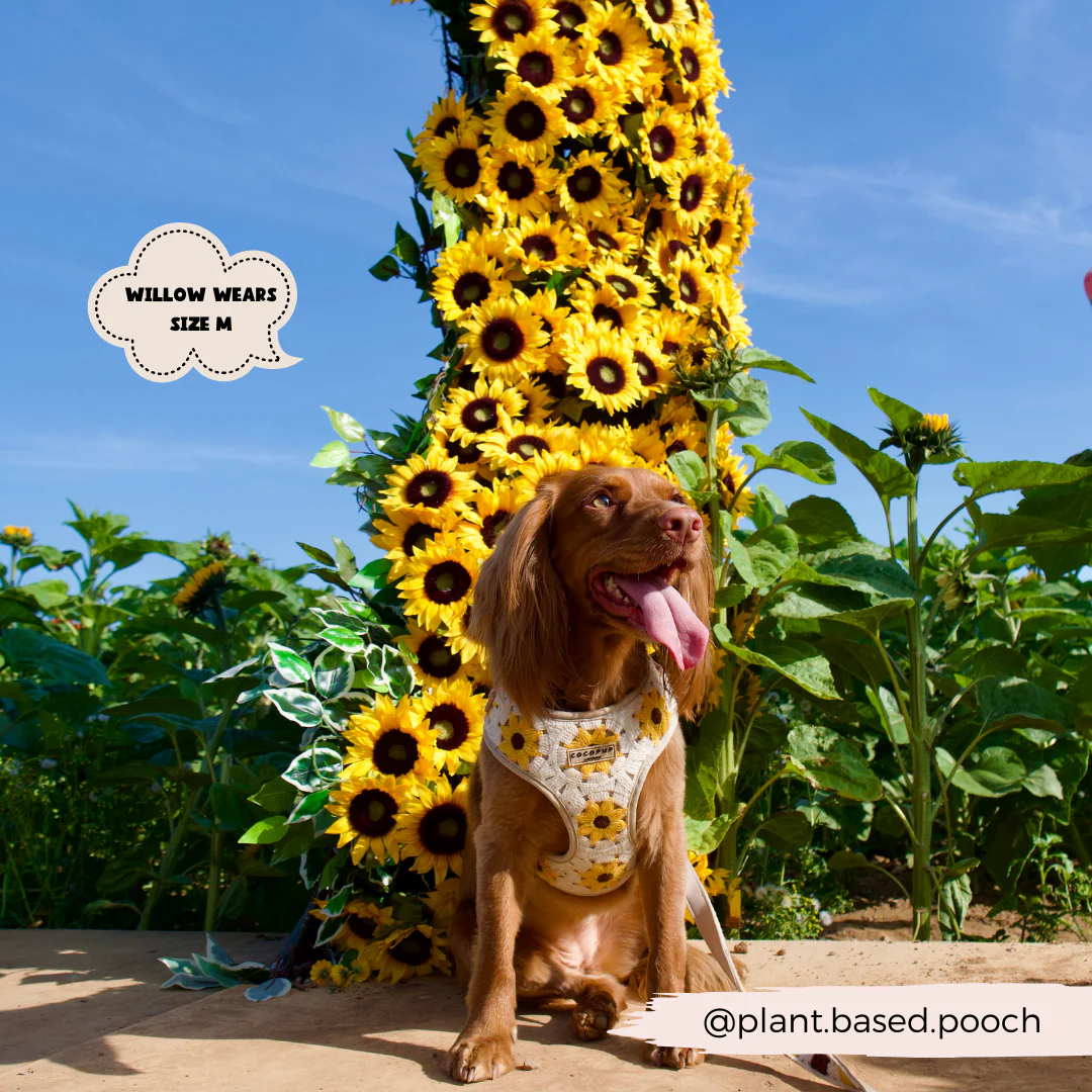 Sunflower Patch Adjustable Neck Harness, Lead & Collar Bundle - Image 16