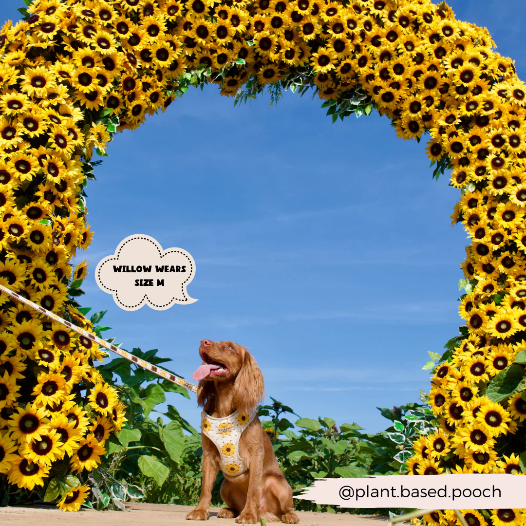 Sunflower Patch Adjustable Neck Harness, Lead & Collar Bundle - Image 17