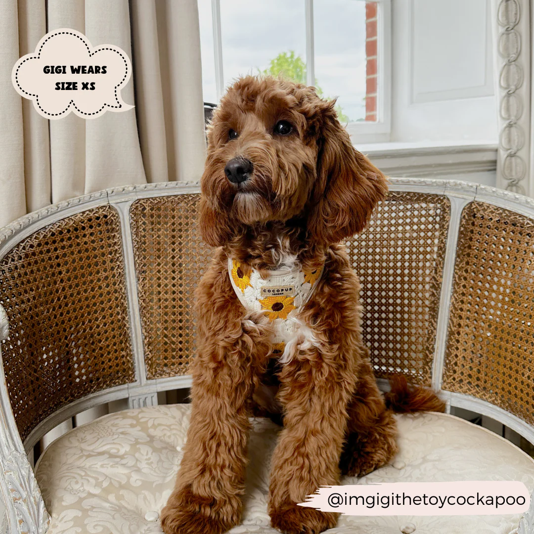 Sunflower Patch Adjustable Neck Harness, Lead & Collar Bundle - Image 19