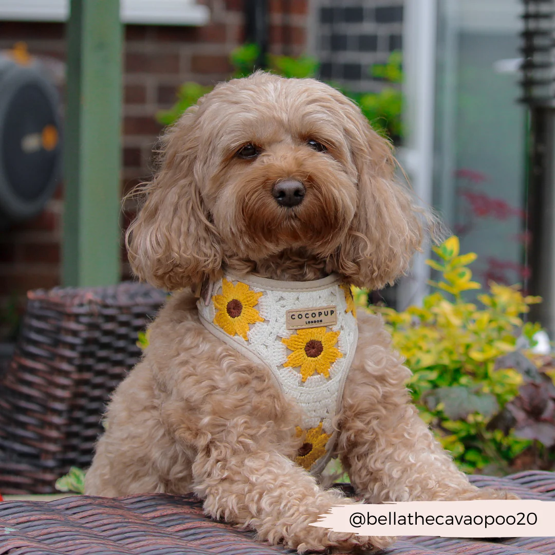 Sunflower Patch Adjustable Neck Harness, Lead & Collar Bundle - Image 20