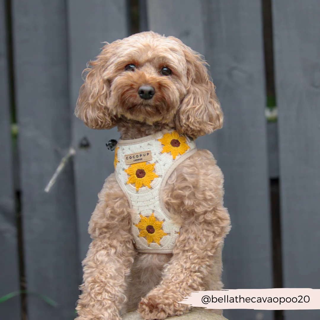 Sunflower Patch Adjustable Neck Harness, Lead & Collar Bundle - Image 21