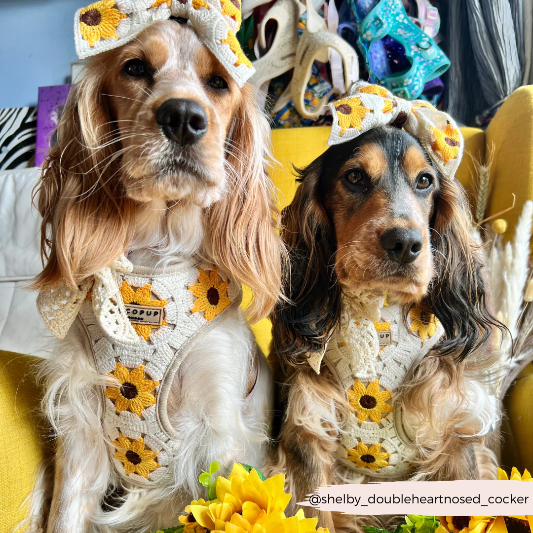 Sunflower Patch Adjustable Neck Harness, Lead & Collar Bundle - Image 27