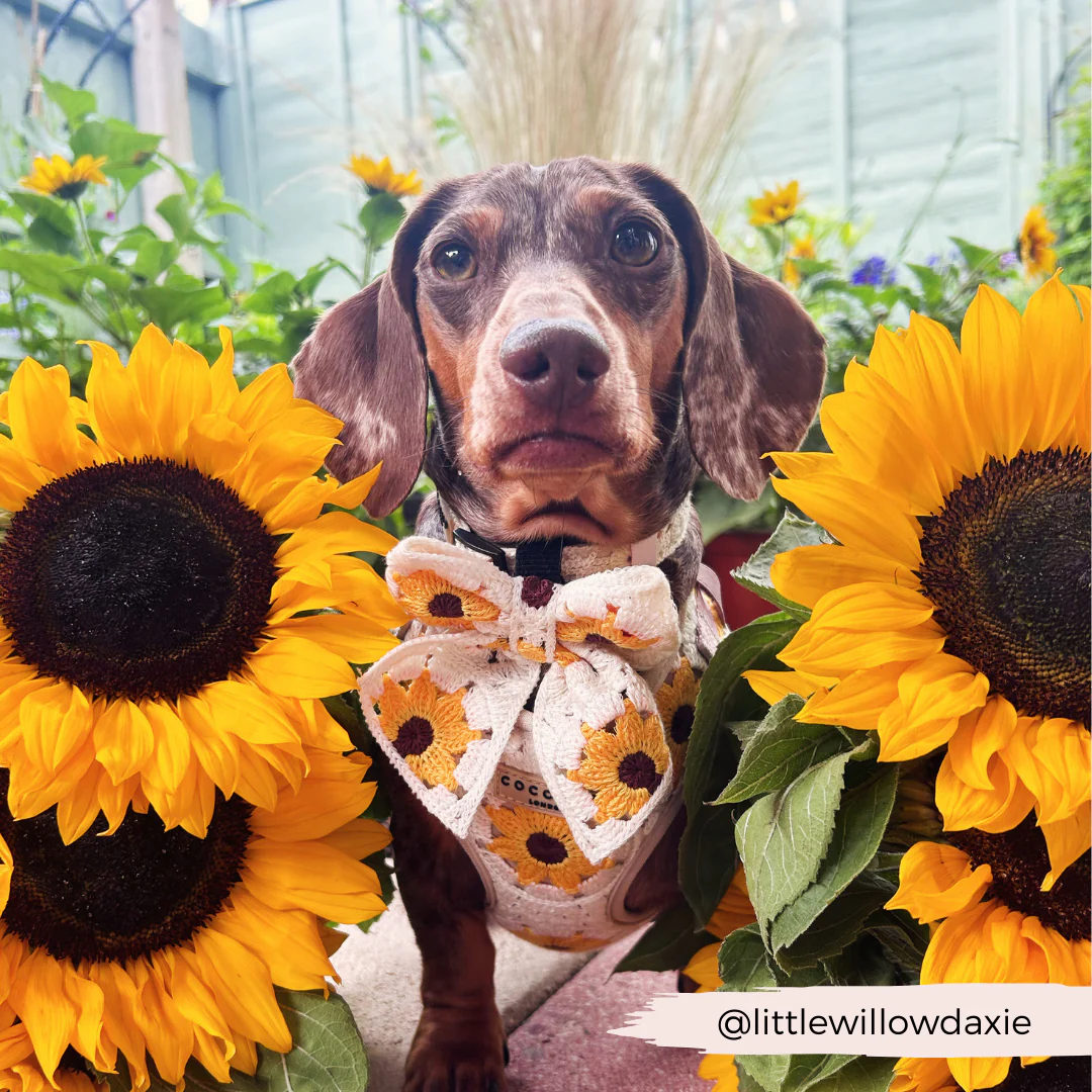 Sunflower Patch Adjustable Neck Harness, Lead & Collar Bundle - Image 29