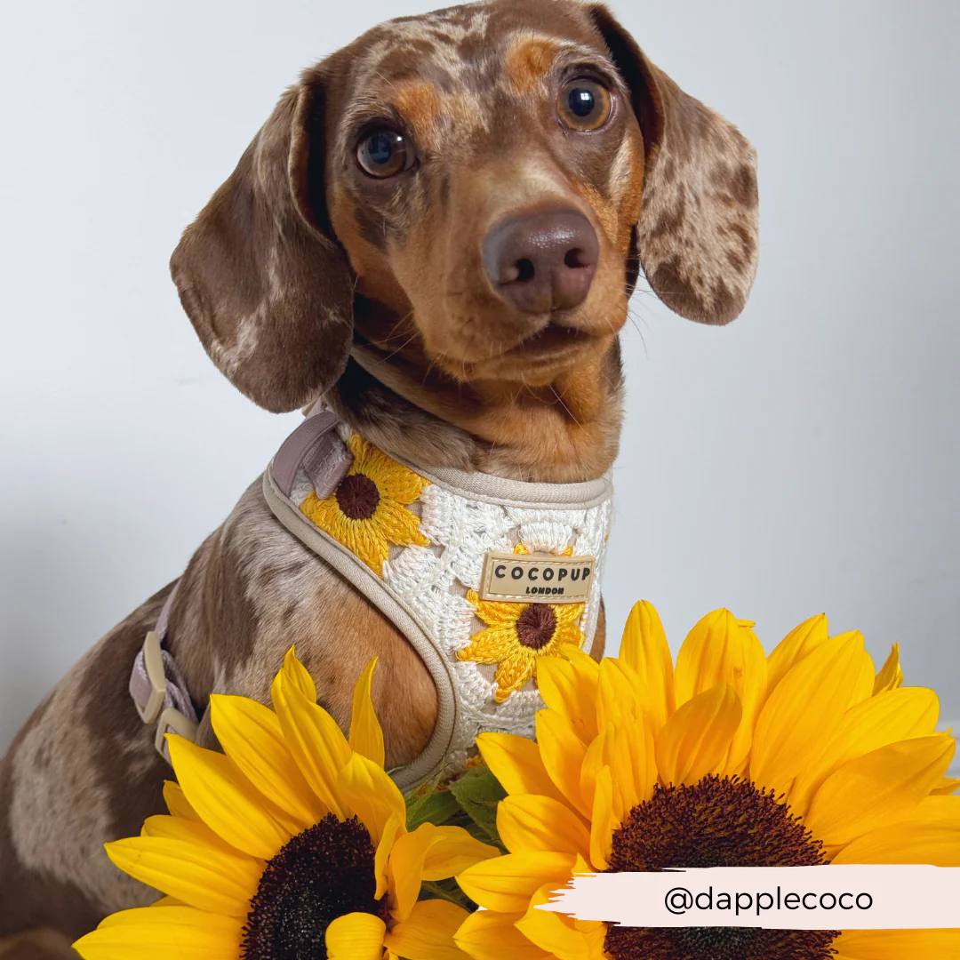 Sunflower Patch Adjustable Neck Harness, Lead & Collar Bundle - Image 30