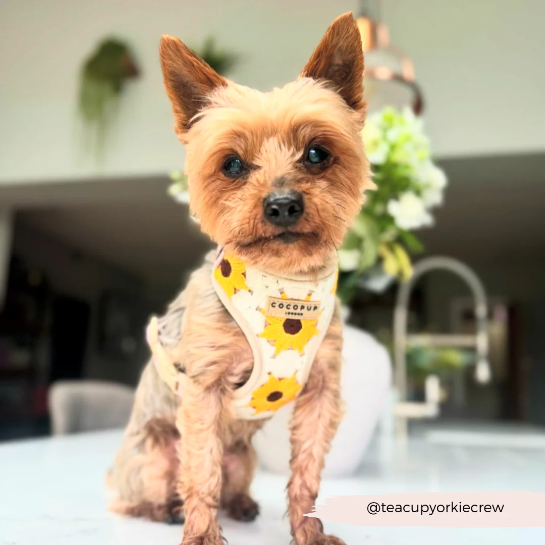 Sunflower Patch Adjustable Neck Harness, Lead & Collar Bundle - Image 33