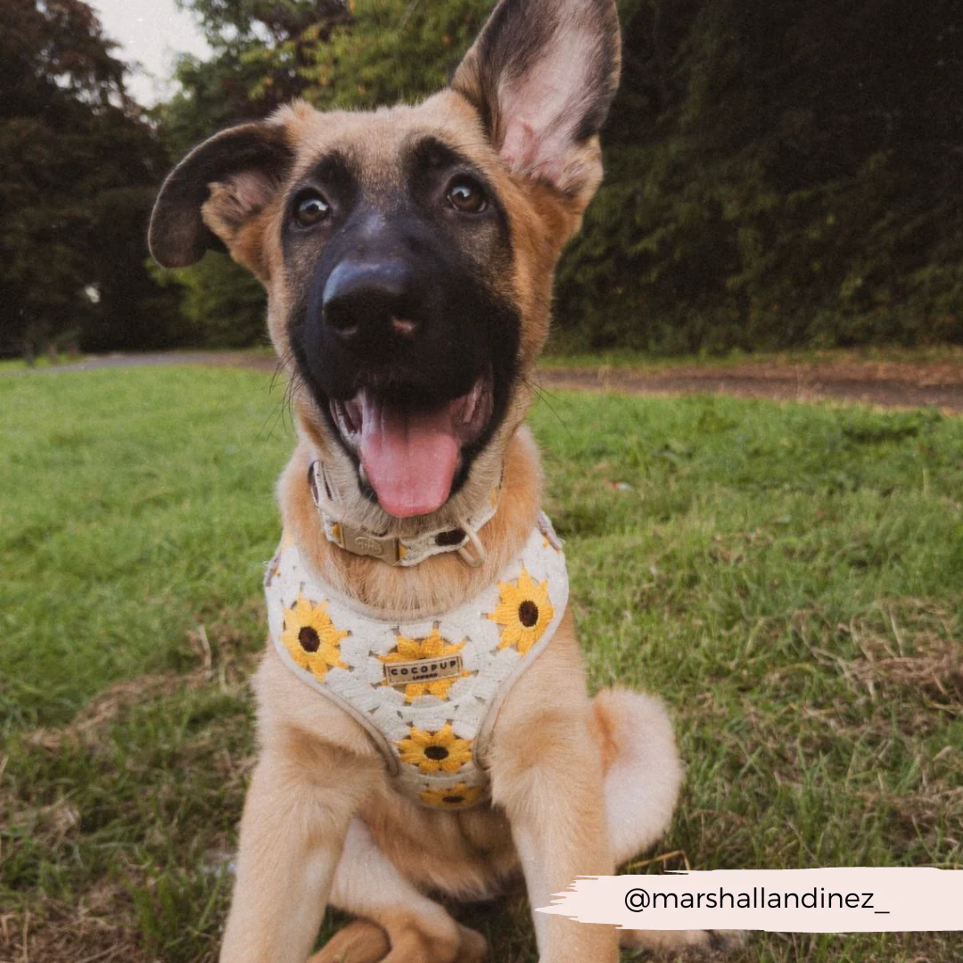 Sunflower Patch Adjustable Neck Harness, Lead & Collar Bundle - Image 34