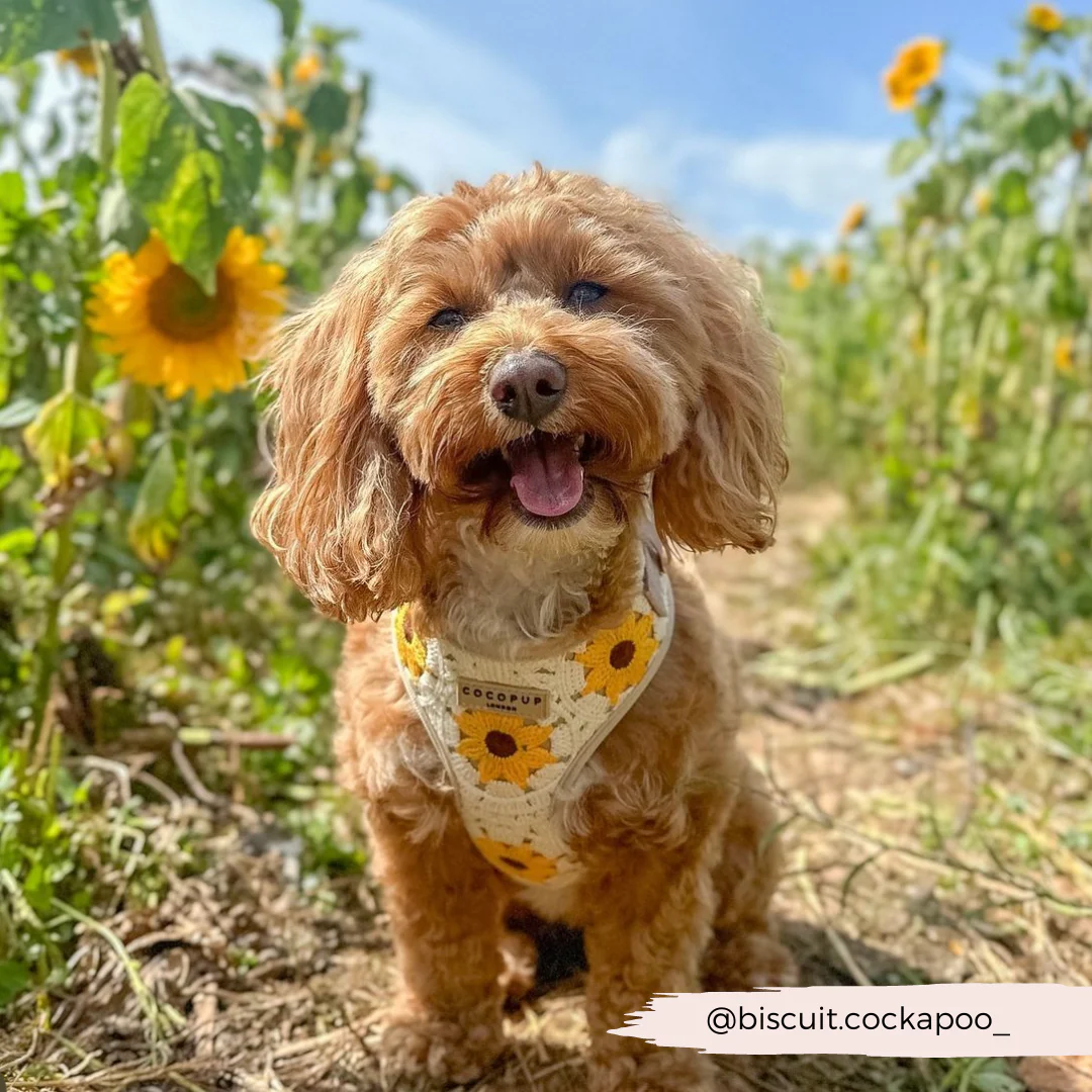 Sunflower Patch Adjustable Neck Harness, Lead & Collar Bundle - Image 35