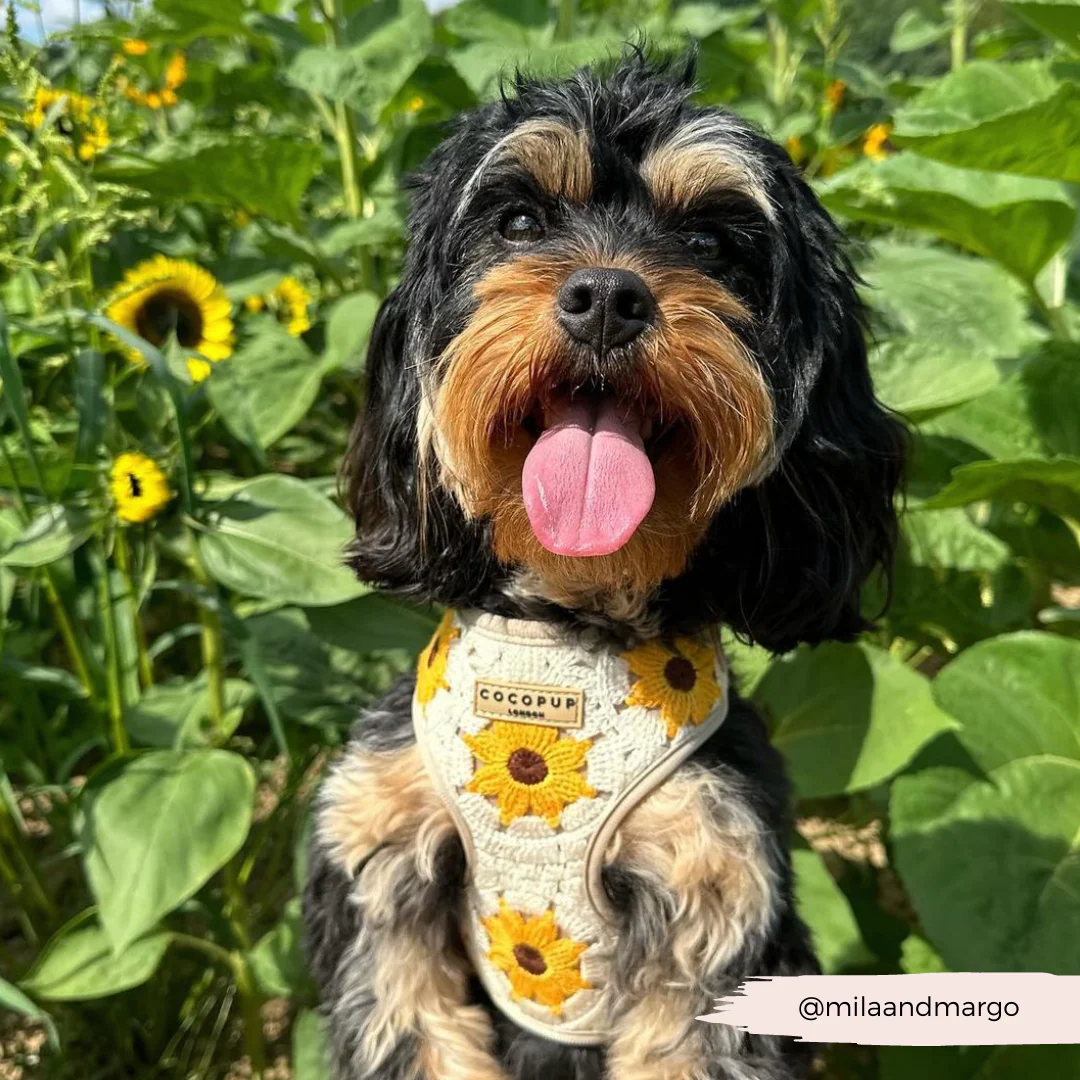 Sunflower Patch Adjustable Neck Harness, Lead & Collar Bundle - Image 38