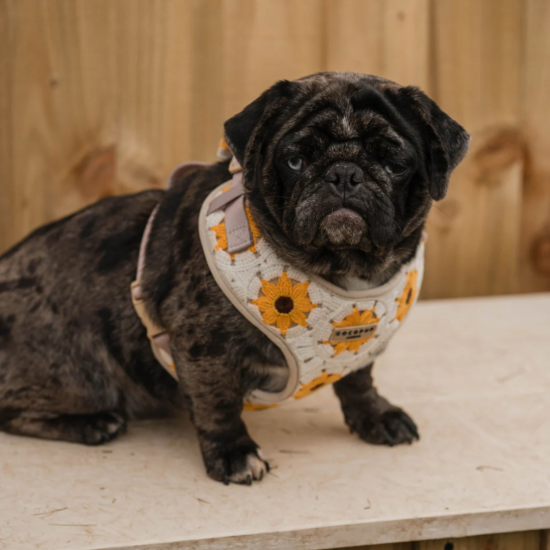 Sunflower Patch Adjustable Neck Harness, Lead & Collar Bundle - Image 6