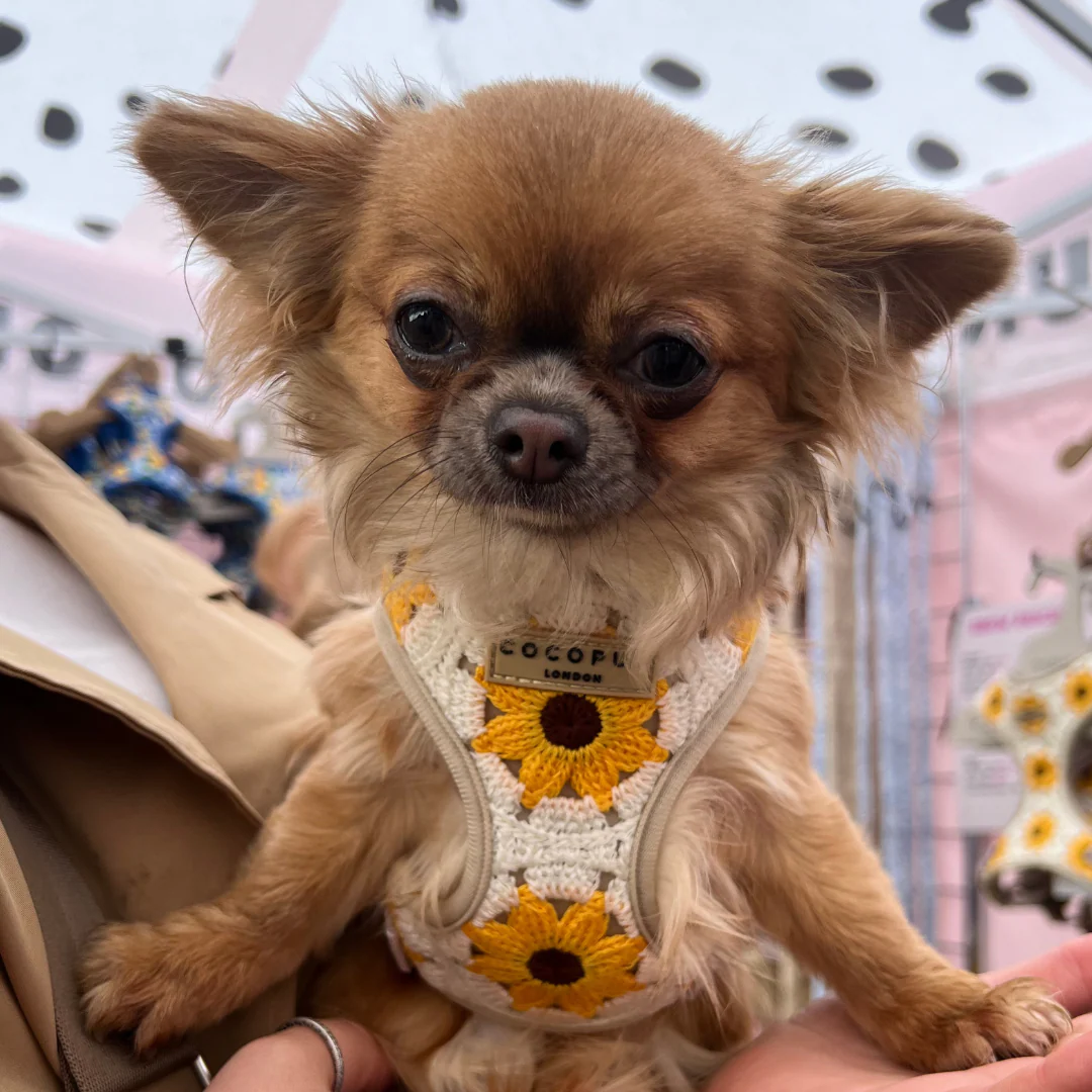 Sunflower Patch Adjustable Neck Harness, Lead & Collar Bundle - Image 7