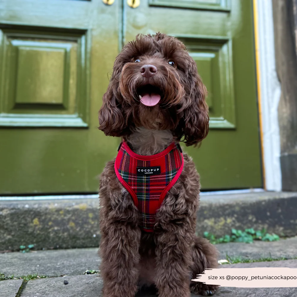Tartan Adjustable Neck HARNESS - Image 12