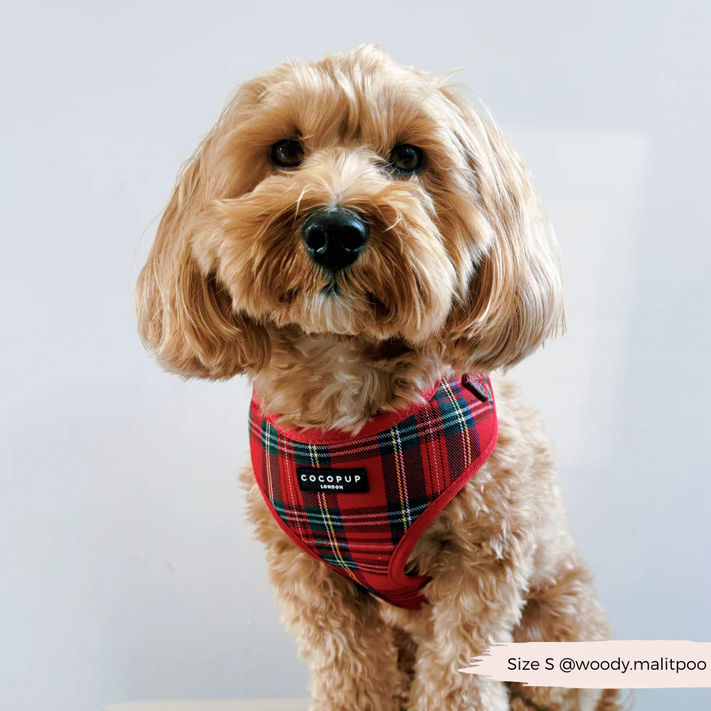 Tartan Adjustable Neck HARNESS - Image 16