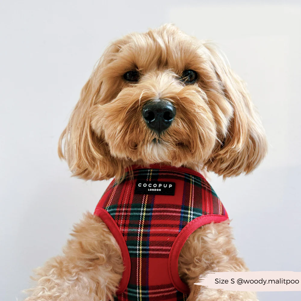 Tartan Adjustable Neck HARNESS - Image 17