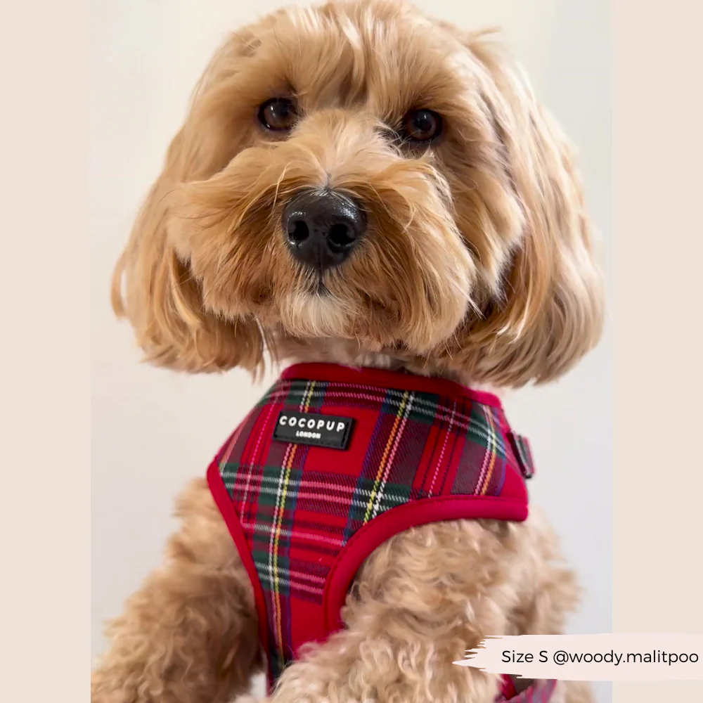 Tartan Adjustable Neck HARNESS - Image 18