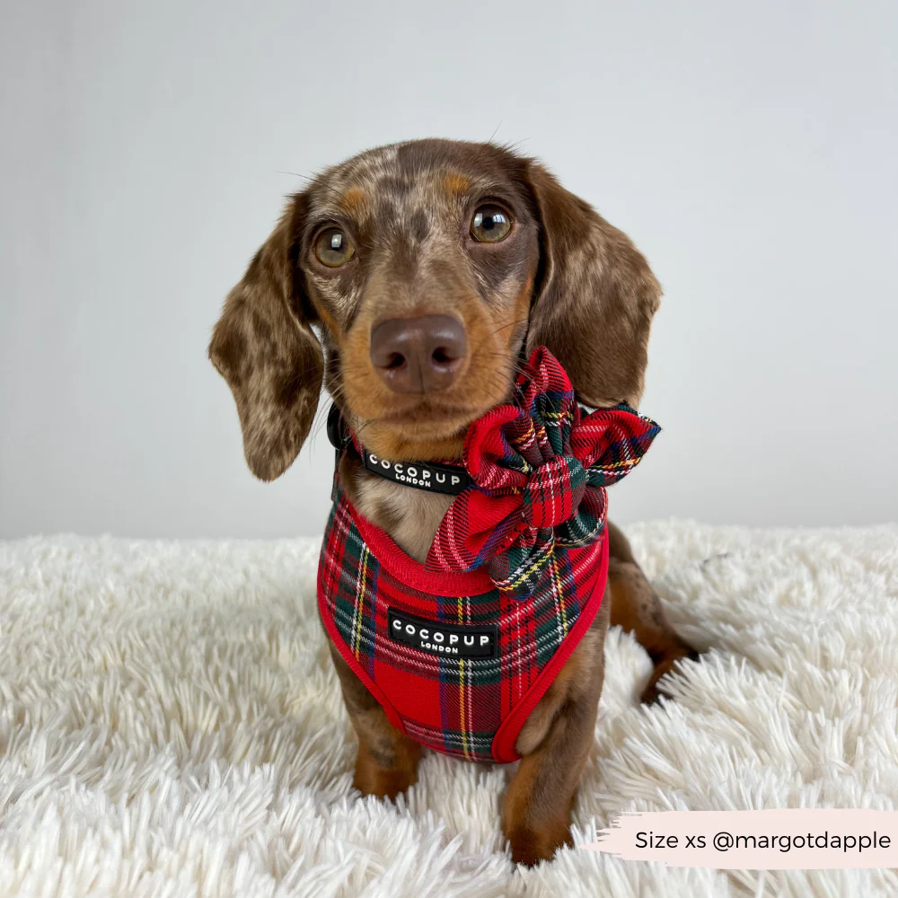 Tartan Adjustable Neck HARNESS - Image 19