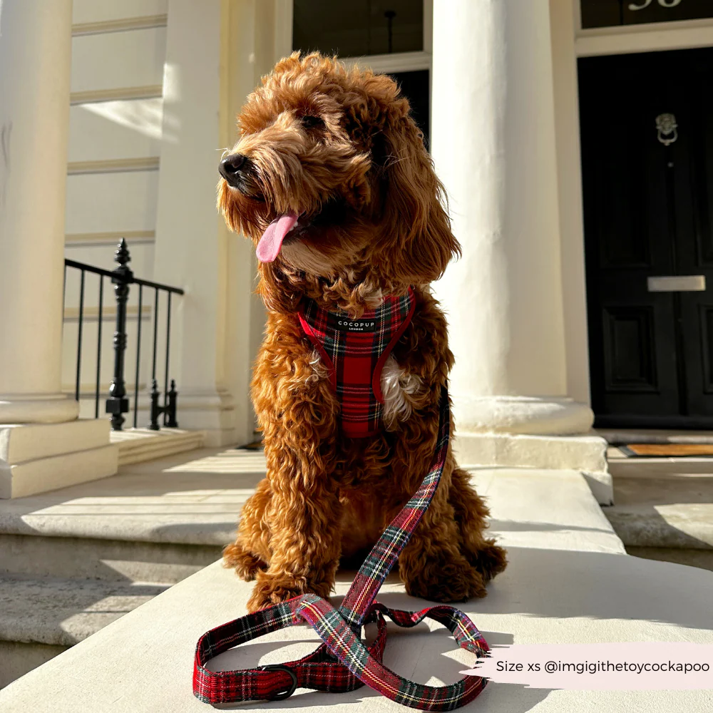 Tartan Adjustable Neck HARNESS - Image 25