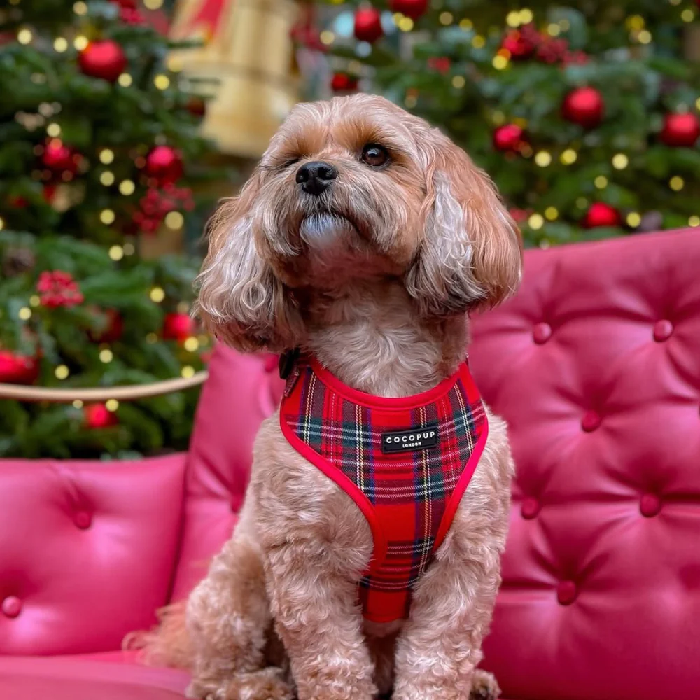 Tartan Adjustable Neck HARNESS - Image 32