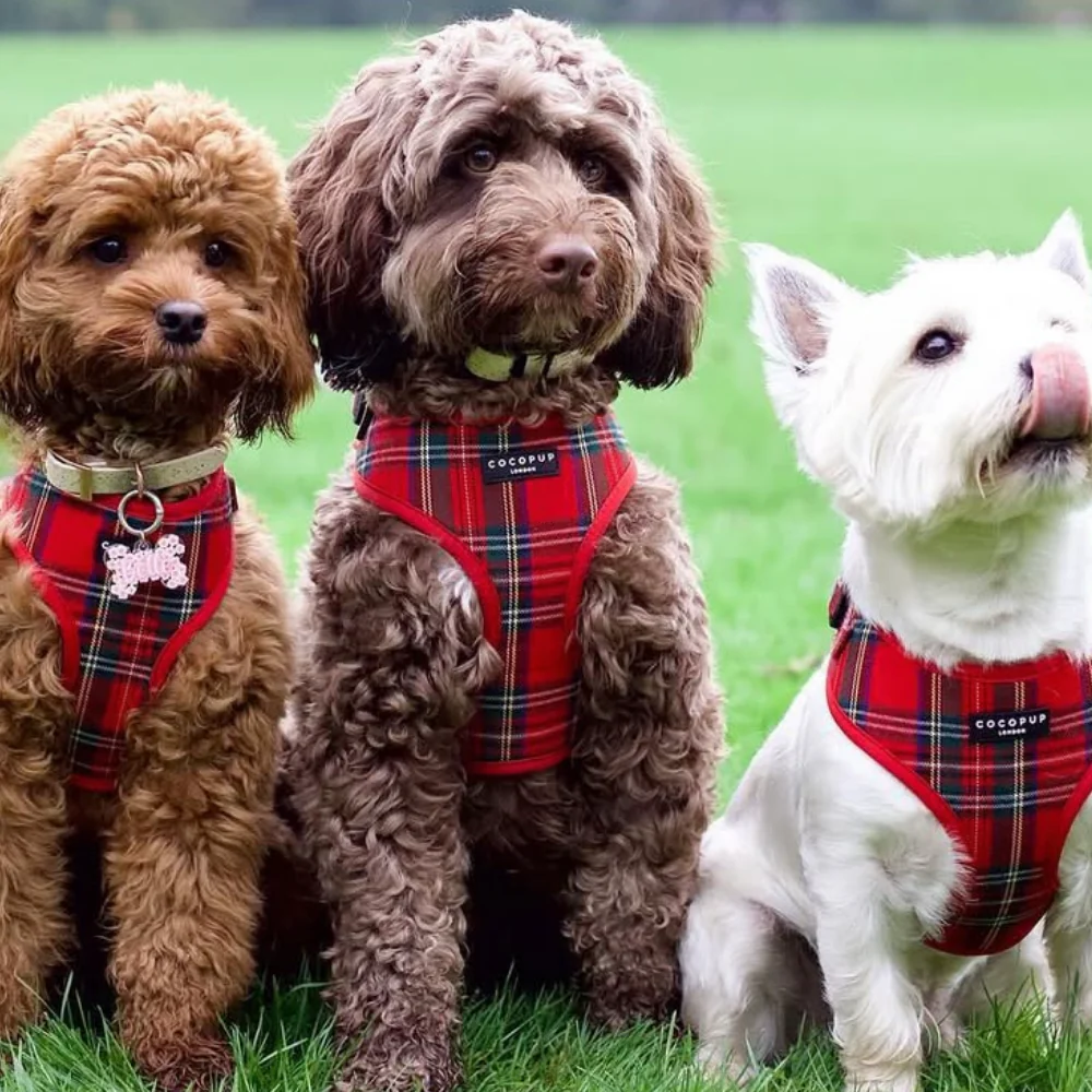 Tartan Adjustable Neck HARNESS - Image 33