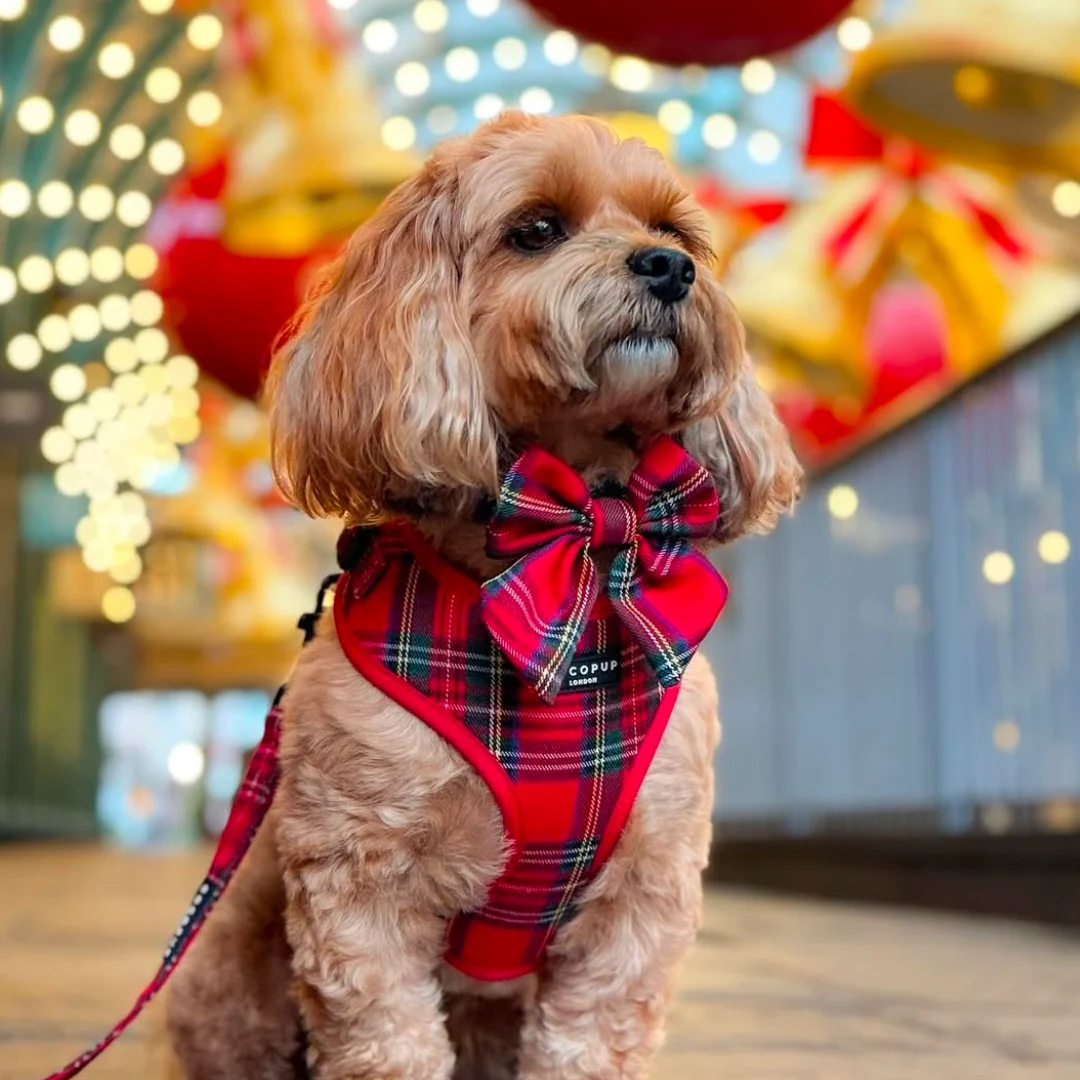 Tartan Adjustable Neck HARNESS - Image 35