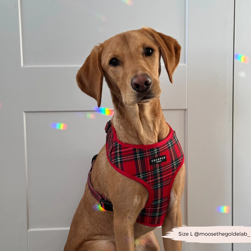 Tartan Adjustable Neck HARNESS - Image 7