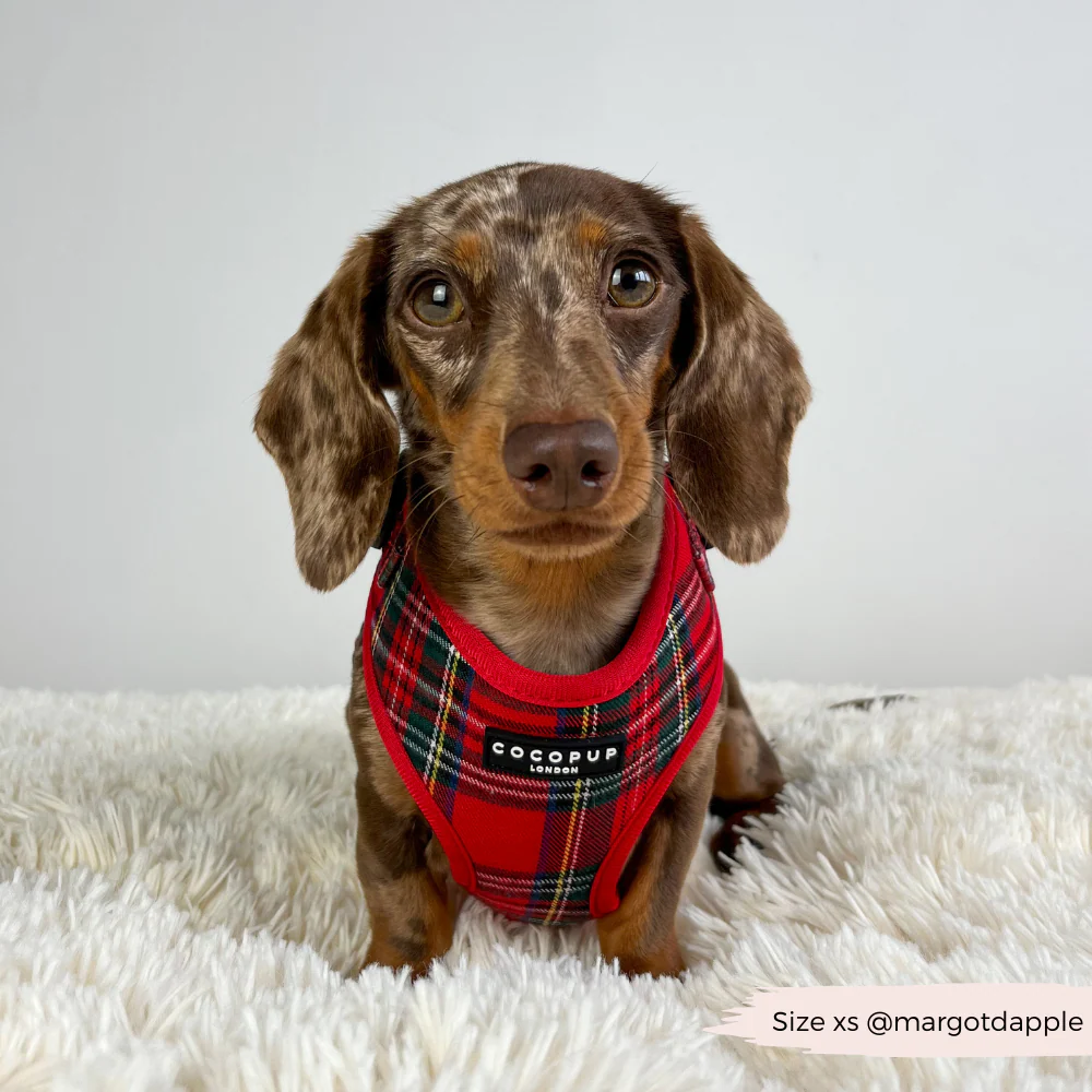Tartan Adjustable Neck HARNESS - Image 8