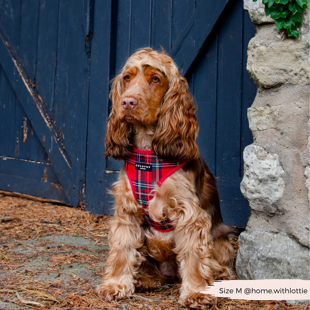 Tartan Adjustable Neck Harness, Lead & Collar Bundle - Image 21