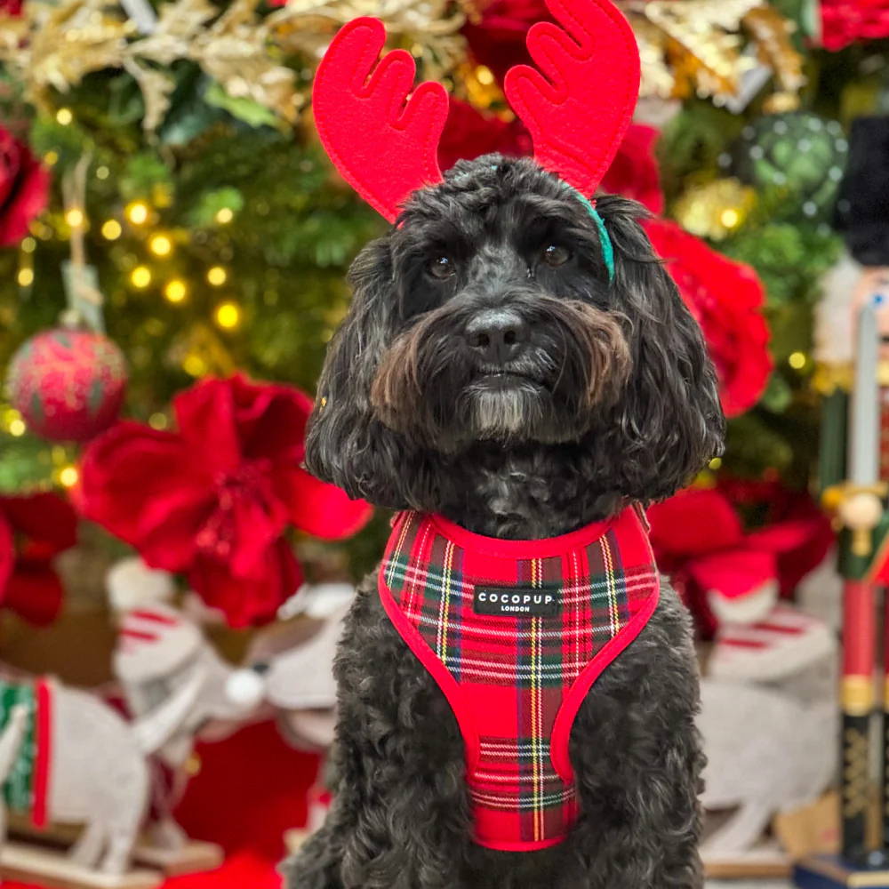 Tartan Adjustable Neck Harness, Lead & Collar Bundle - Image 29