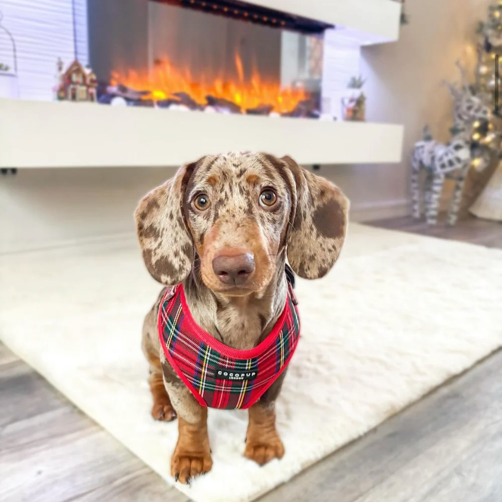 Tartan Adjustable Neck Harness, Lead & Collar Bundle - Image 32