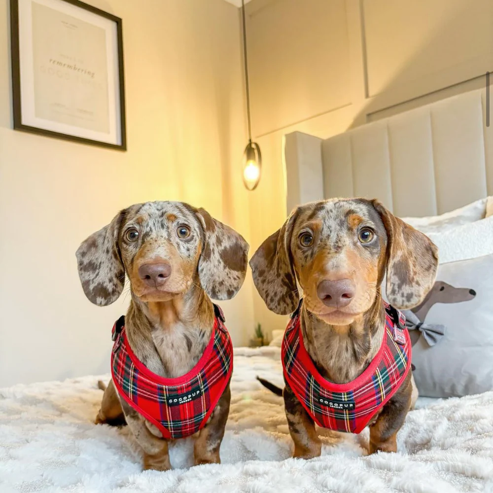 Tartan Adjustable Neck Harness, Lead & Collar Bundle - Image 33