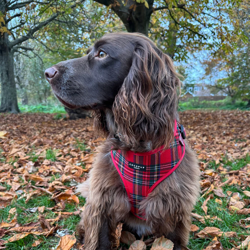 Tartan Adjustable Neck Harness, Lead & Collar Bundle - Image 35