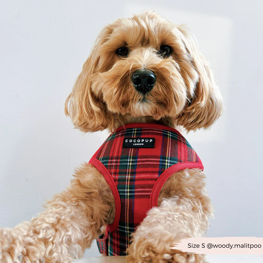 Tartan Adjustable Neck Harness, Lead & Collar Bundle - Image 8
