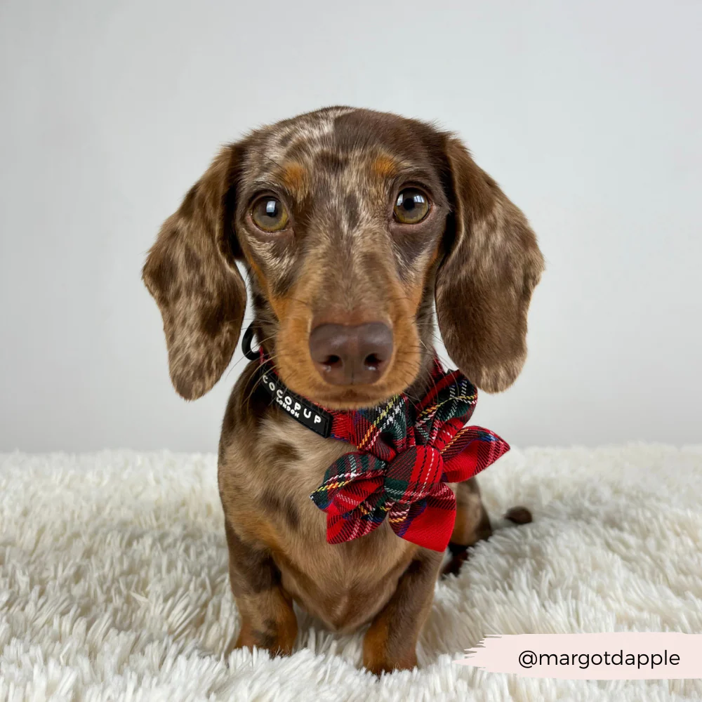 Tartan Collar Flower - Image 4