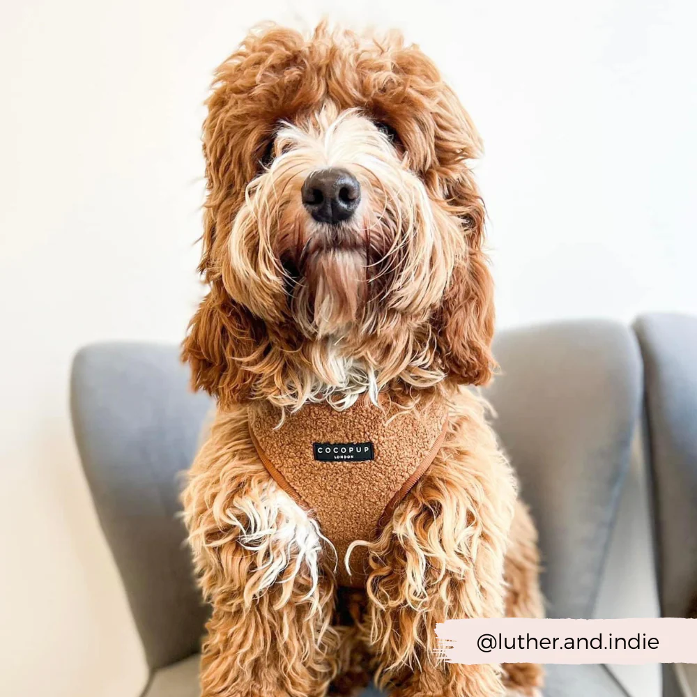 Teddy Adjustable Neck HARNESS - Paddington - Image 17